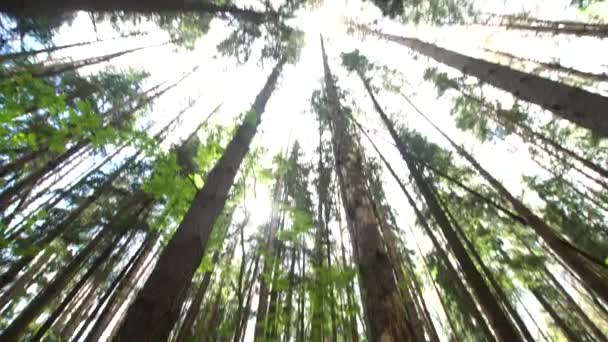 Coronas de árboles en el bosque — Vídeo de stock
