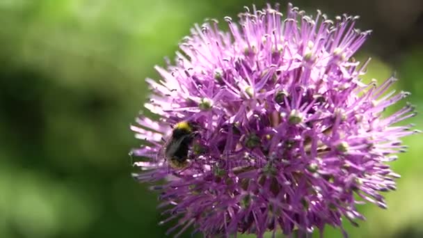 Bie på blomsten, nærbilde . – stockvideo