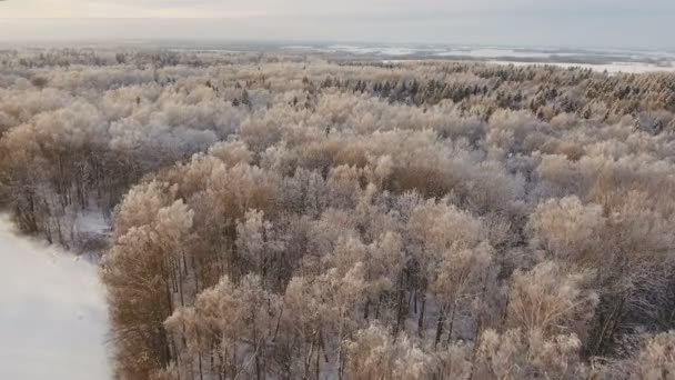 Ormanlı kış manzarası. — Stok video