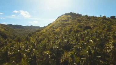 Tropikal orman ile Dağları. Filipinler Bohol Adası.