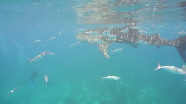 Whale Shark in ocean. — Stock Video