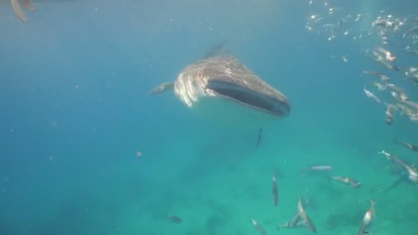 Tiburón ballena en el océano . — Vídeo de stock