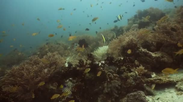 Recifes de corais e peixes tropicais Filipinas — Vídeo de Stock