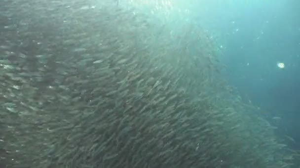 Sardines sur l'eau bleue. — Video