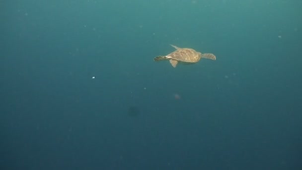 Meeresschildkröte unter Wasser. — Stockvideo