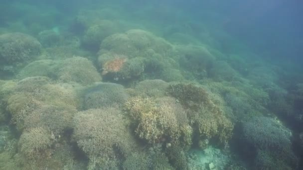 Zeeschildpad onder Water. — Stockvideo