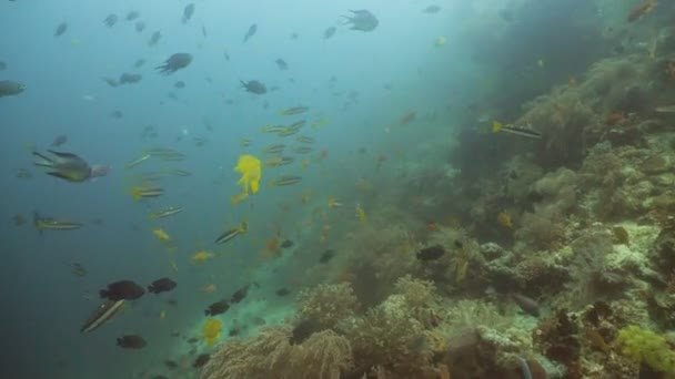 珊瑚礁和热带鱼。菲律宾 — 图库视频影像