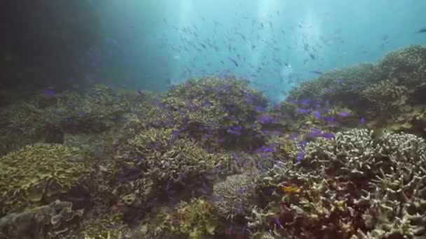 Arrecife de coral y peces tropicales. Filipinas — Vídeos de Stock