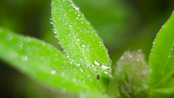 Goutte de rosée sur l'herbe — Video