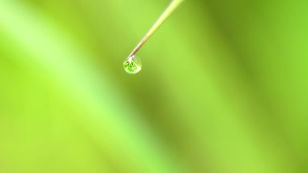 Drop of dew on the grass — Stock Video