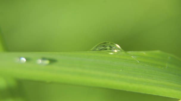 Drop of dew on the grass — Stock Video