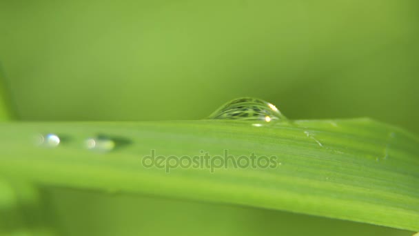 Drop of dew on the grass — Stock Video