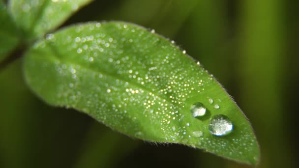 Goutte de rosée sur l'herbe — Video