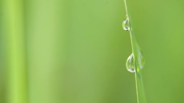 Harmatcseppek a fűre — Stock videók