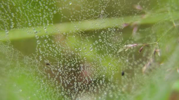 Toiles d'araignée sur l'herbe avec gouttes de rosée . — Video