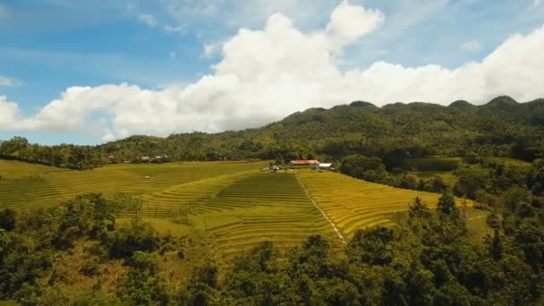 Εναέρια άποψη του ενός τομέα του ρυζιού. Φιλιππίνες, Bohol. — Αρχείο Βίντεο