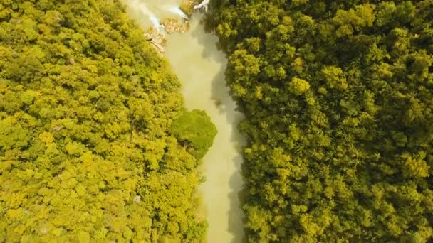 Rio Loboc na floresta tropical Filipinas, Bohol . — Vídeo de Stock