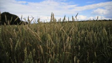 buğday kulak alanı.