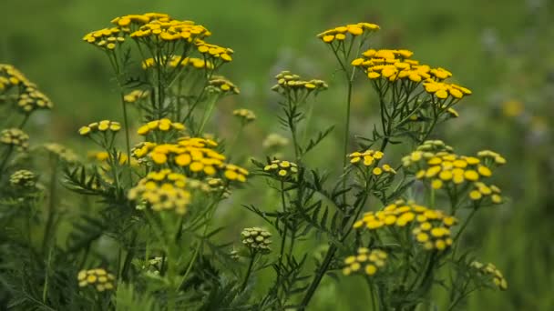 Красивые желтые полевые цветы . — стоковое видео