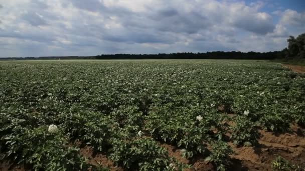 Зеленое картофельное поле . — стоковое видео