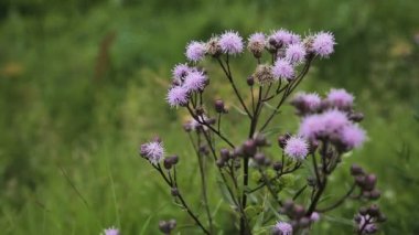 güzel mor kır çiçeği