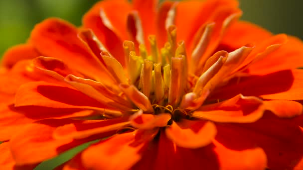 Beautiful red wildflower. — Stock Video