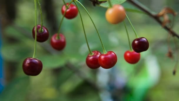 Fruto de cereja no ramo. — Vídeo de Stock