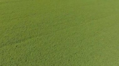 Havadan görünümü. Ormanın üzerinde uçan. Yeşil alanın üzerinde uçan.