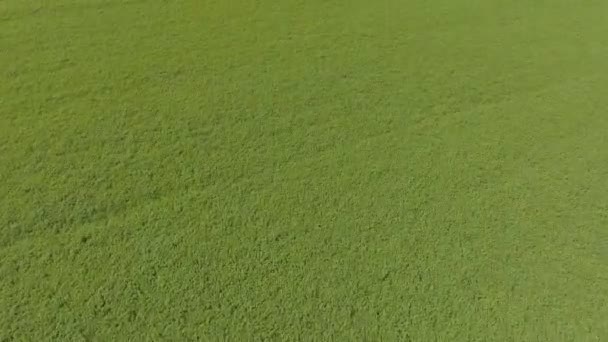 Vue aérienne Voler au-dessus de la forêt.Voler au-dessus du champ vert .