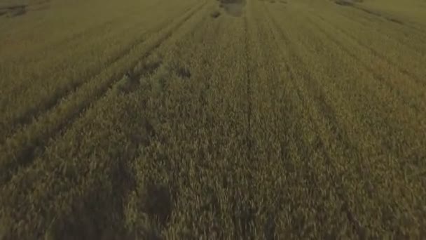 Aerial view:Flying over green field. — Stock Video