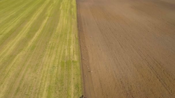 Traktor plogning ett fält.Flygfoto video. — Stockvideo