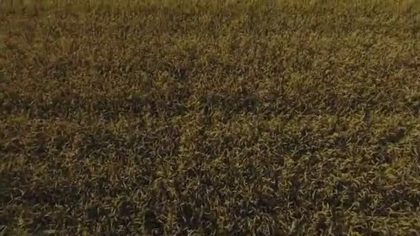 Luchtfoto van gouden tarweveld. Luchtfoto video. — Stockvideo