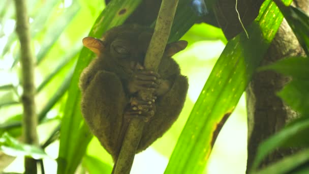 Vicces fülöp-szigeteki tarsier Tarsius syrichta. Bohol Fülöp-szigetek — Stock videók