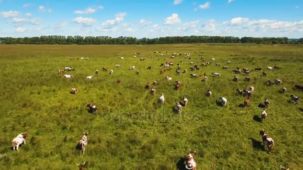 Vaches broutant dans les pâturages — Video