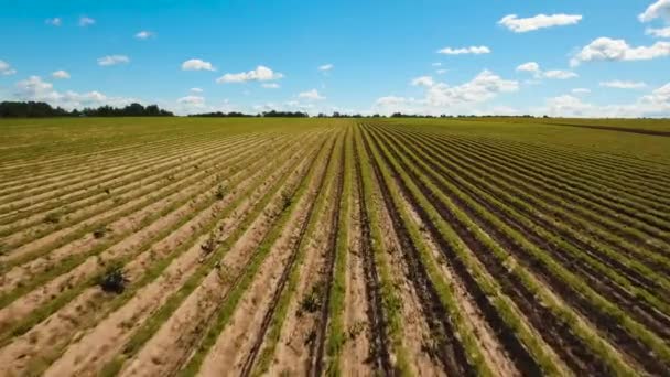 Vista aérea das terras agrícolas . — Vídeo de Stock