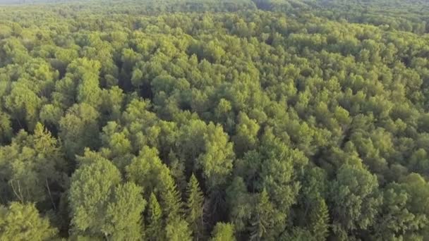 Luftaufnahme. Überfliegen des Waldes. — Stockvideo