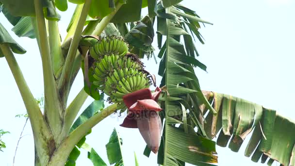 Früchte von Bananen auf einem Bananenbaum. — Stockvideo