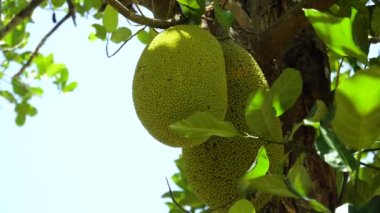 Ağaçtaki meyveler.