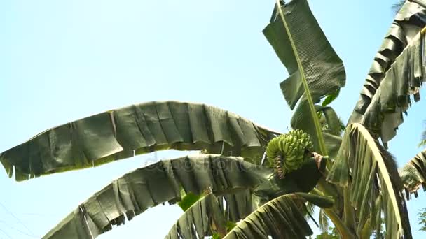 Fruits of bananas on a banana tree. — Stock Video