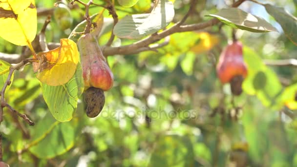 Moer boom groeien cashewnoten. Busuanga, Palawan, Filipijnen. — Stockvideo