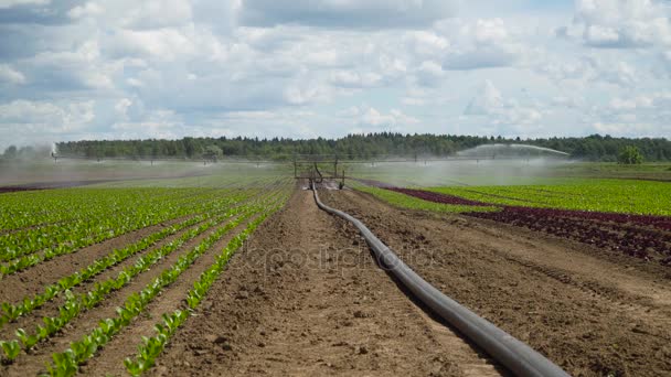 Sistema de irrigação em terras agrícolas. — Vídeo de Stock