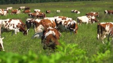 İnekler çayırlarda otluyor.