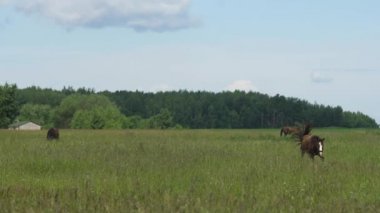 Yaz otlağında bir at.