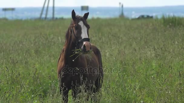 Häst på sommarbetesmark. — Stockvideo