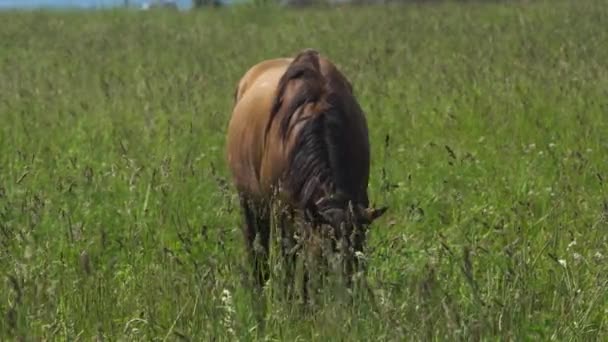 Cheval sur un pâturage d'été. — Video