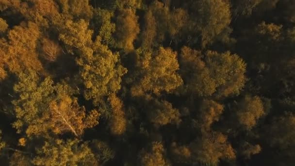 Őszi erdő, légifelvételek. — Stock videók