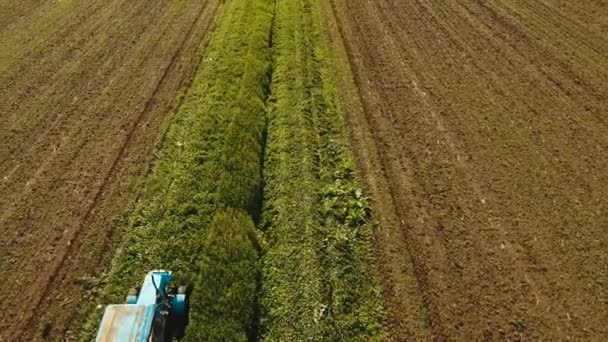 Traktor i fältet klipper gräset. — Stockvideo