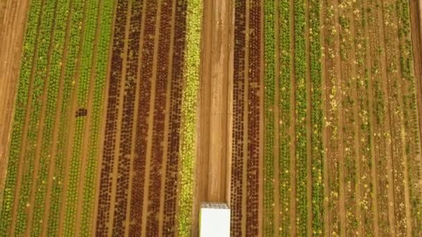 Récolte du chou par tracteur. Champ avec rangées de salade . — Video