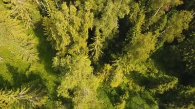 Yeşil orman üzerinde uçuş.