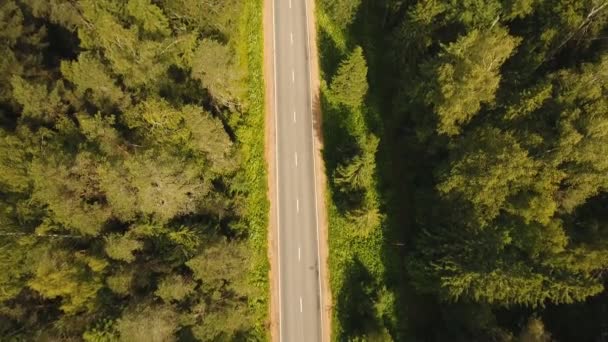 Estrada entre a floresta . — Vídeo de Stock